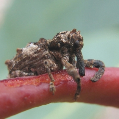 Orthorhinus klugii (Vine weevil) at Hackett, ACT - 4 Oct 2019 by TimL