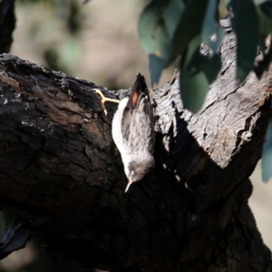 Daphoenositta chrysoptera at Jerrabomberra, NSW - 13 Oct 2019 08:50 AM