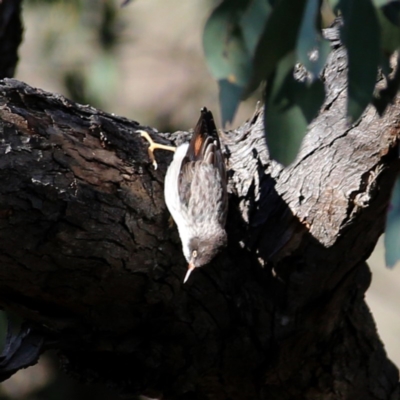 Daphoenositta chrysoptera (Varied Sittella) at Jerrabomberra, NSW - 13 Oct 2019 by Wandiyali