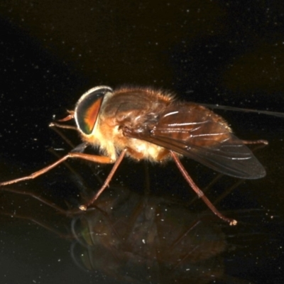 Scaptia sp. (genus) (March fly) at Rosedale, NSW - 9 Oct 2019 by jb2602