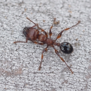 Podomyrma gratiosa at Hackett, ACT - 13 Oct 2019