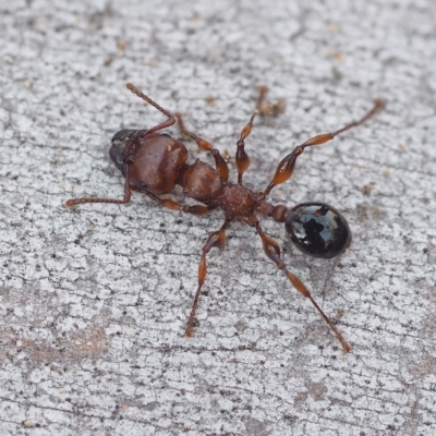 Podomyrma gratiosa (Muscleman tree ant) at Hackett, ACT - 12 Oct 2019 by David