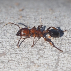 Podomyrma gratiosa at Hackett, ACT - 13 Oct 2019 07:52 AM