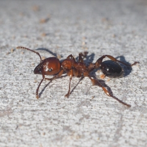 Podomyrma gratiosa at Hackett, ACT - 13 Oct 2019 07:52 AM