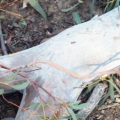 Podomyrma gratiosa at Hackett, ACT - 13 Oct 2019