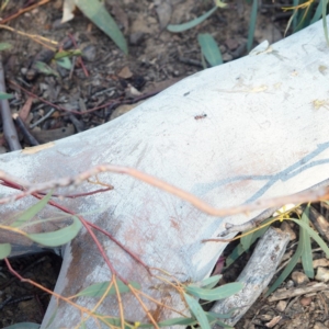 Podomyrma gratiosa at Hackett, ACT - 13 Oct 2019 07:52 AM