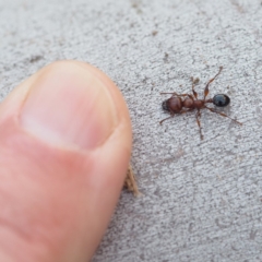 Podomyrma gratiosa at Hackett, ACT - 13 Oct 2019 07:52 AM