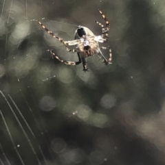 Hortophora sp. (genus) (Garden orb weaver) at Aranda, ACT - 13 Oct 2019 by Jubeyjubes