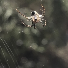 Hortophora sp. (genus) (Garden orb weaver) at Aranda, ACT - 13 Oct 2019 by Jubeyjubes