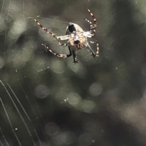 Hortophora sp. (genus) at Aranda, ACT - 13 Oct 2019