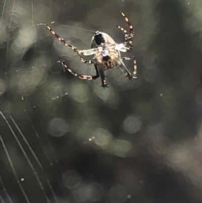 Hortophora sp. (genus) (Garden orb weaver) at Aranda, ACT - 13 Oct 2019 by Jubeyjubes