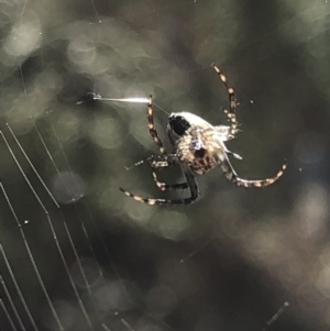 Hortophora sp. (genus) at Aranda, ACT - 13 Oct 2019