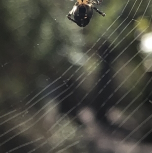 Hortophora sp. (genus) at Aranda, ACT - 13 Oct 2019