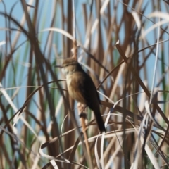 Acrocephalus australis (Australian Reed-Warbler) at Belconnen, ACT - 13 Oct 2019 by wombey