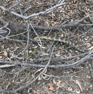 Tiliqua scincoides scincoides at Bungendore, NSW - 13 Oct 2019 11:21 AM