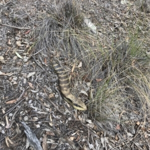 Tiliqua scincoides scincoides at Bungendore, NSW - 13 Oct 2019 11:21 AM