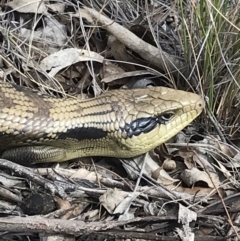 Tiliqua scincoides scincoides (Eastern Blue-tongue) at Bungendore, NSW - 13 Oct 2019 by yellowboxwoodland