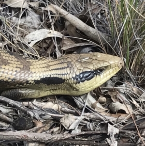 Tiliqua scincoides scincoides at Bungendore, NSW - 13 Oct 2019 11:03 AM