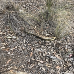 Tiliqua scincoides scincoides at Bungendore, NSW - 13 Oct 2019 11:03 AM