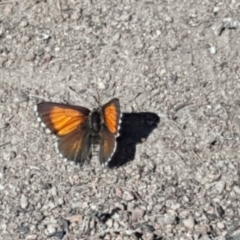 Lucia limbaria (Chequered Copper) at Jerrabomberra, ACT - 12 Oct 2019 by Mike