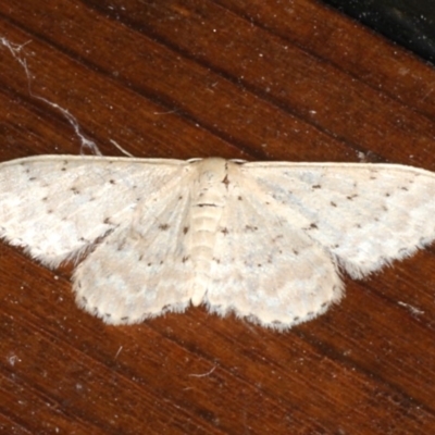 Idaea philocosma (Flecked Wave) at Rosedale, NSW - 9 Oct 2019 by jbromilow50