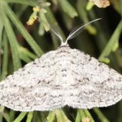 Phelotis cognata (Long-fringed Bark Moth) at Rosedale, NSW - 9 Oct 2019 by jb2602