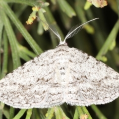 Phelotis cognata (Long-fringed Bark Moth) at Rosedale, NSW - 9 Oct 2019 by jbromilow50