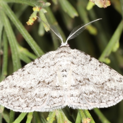 Phelotis cognata (Long-fringed Bark Moth) at Rosedale, NSW - 9 Oct 2019 by jbromilow50