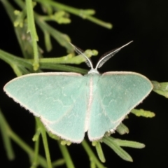 Chlorocoma dichloraria (Guenee's or Double-fringed Emerald) at Rosedale, NSW - 9 Oct 2019 by jbromilow50