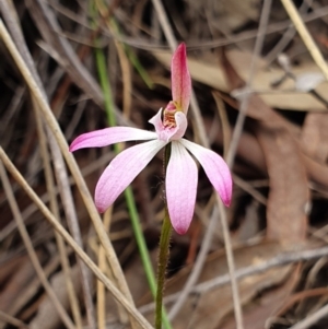 Caladenia fuscata at Hackett, ACT - suppressed