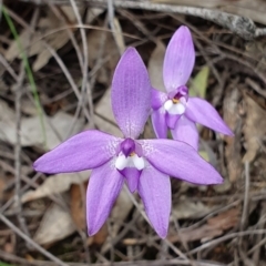 Glossodia major (Wax Lip Orchid) at Hackett, ACT - 13 Oct 2019 by AaronClausen