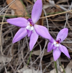 Glossodia major at Hackett, ACT - suppressed