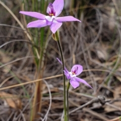 Glossodia major at Hackett, ACT - suppressed