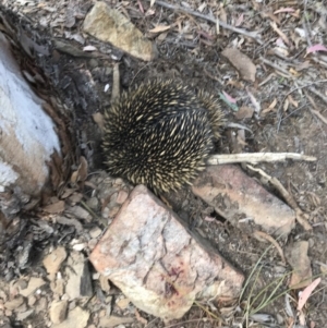 Tachyglossus aculeatus at Bungendore, NSW - 13 Oct 2019 12:33 PM