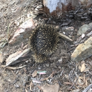 Tachyglossus aculeatus at Bungendore, NSW - 13 Oct 2019 12:33 PM