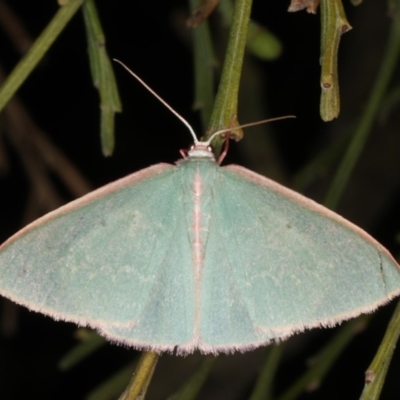 Chlorocoma dichloraria (Guenee's or Double-fringed Emerald) at Rosedale, NSW - 9 Oct 2019 by jb2602