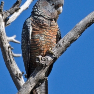 Callocephalon fimbriatum at Symonston, ACT - 13 Oct 2019