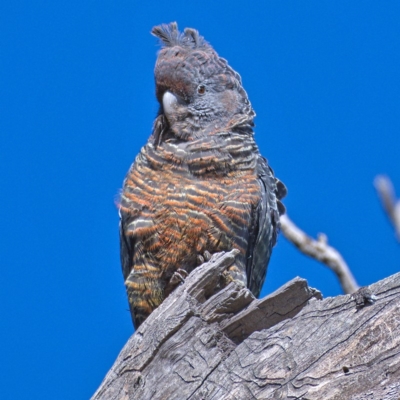 Callocephalon fimbriatum (Gang-gang Cockatoo) at Symonston, ACT - 12 Oct 2019 by Marthijn