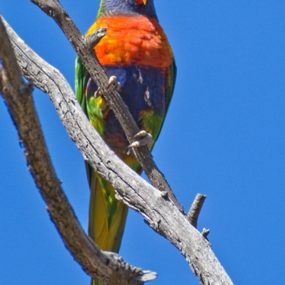 Trichoglossus moluccanus (Rainbow Lorikeet) at Symonston, ACT - 13 Oct 2019 by Marthijn