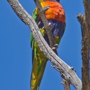 Trichoglossus moluccanus at Symonston, ACT - 13 Oct 2019