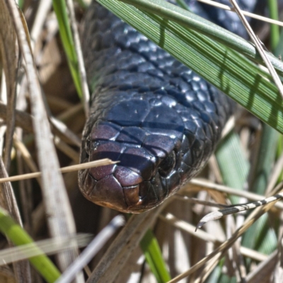 Pseudechis porphyriacus (Red-bellied Black Snake) at Fyshwick, ACT - 12 Oct 2019 by Marthijn