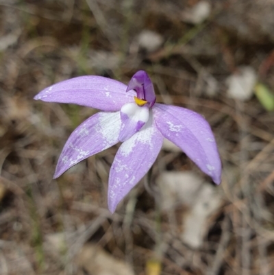 Glossodia major (Wax Lip Orchid) - 1 Jan 1900 by AaronClausen