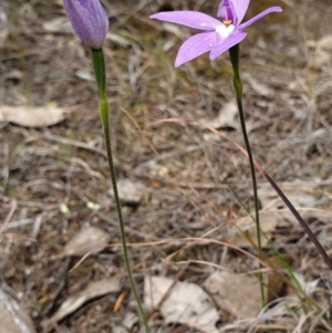 Glossodia major at Hackett, ACT - 13 Oct 2019