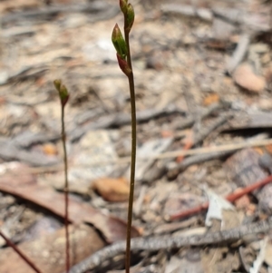 Caleana minor at Hackett, ACT - suppressed