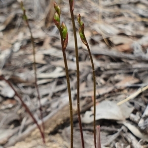 Caleana minor at Hackett, ACT - suppressed