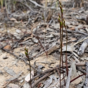 Caleana minor at Hackett, ACT - suppressed