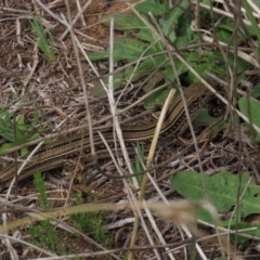 Ctenotus robustus (Robust Striped-skink) at Umbagong District Park - 12 Oct 2019 by AndrewZelnik