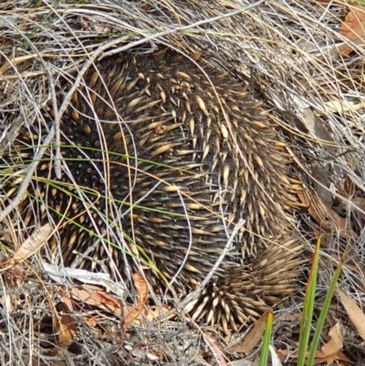 Tachyglossus aculeatus (Short-beaked Echidna) at Hackett, ACT - 13 Oct 2019 by AaronClausen