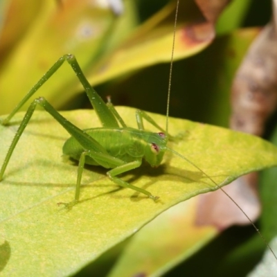 Caedicia simplex (Common Garden Katydid) at Acton, ACT - 26 Sep 2019 by TimL