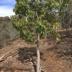 Brachychiton populneus subsp. populneus (Kurrajong) at Deakin, ACT - 13 Oct 2019 by KL